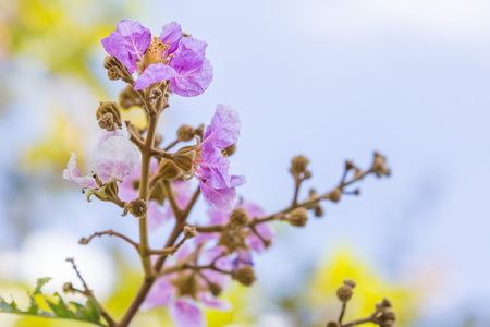 beautiful Lagerstroemia on background blurredの写真素材