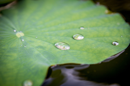 water drops on the lotus leaf close up backgroundの写真素材