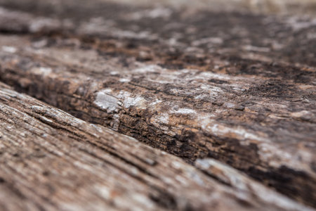 Close up Beautiful pattern on wood texture background
