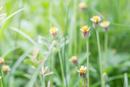 Grass flower on the background blurredの写真素材