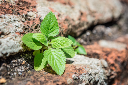 A small tree on a brick wall on background blurredの写真素材