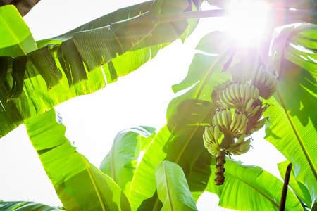 Banana tree, Banana bunch with sunlight backgroundの写真素材