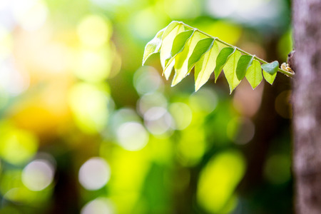 Leaves growing on a tree with sunlight on a bokeh backgroundの写真素材