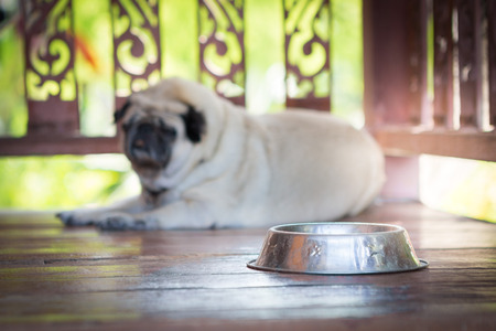 stainless steel feeding bowl on wooden floor with a pug dog and blurred backgroundの写真素材