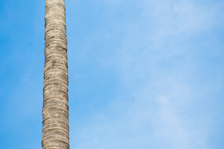 Coconut tree on blue sky backgroundの写真素材