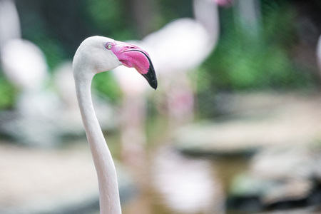 close up pink flamingo in the zoo backgroundの写真素材