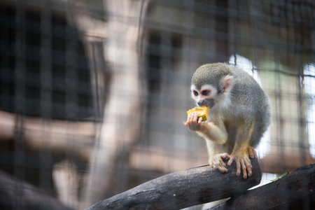 Squirrel monkey eating fruit in the zoo background