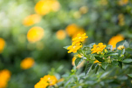 beautiful Yellow Lantana camara with sunlight on the nature background blurred natureの写真素材