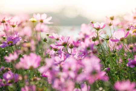 Beautiful pink Cosmos Flower Field With sunlight on the garden backgroundの写真素材