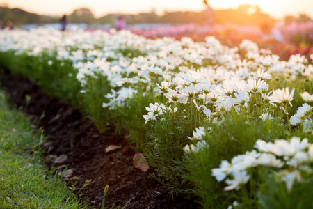 Beautiful white Cosmos Flower Field With sunlight on the garden backgroundの写真素材
