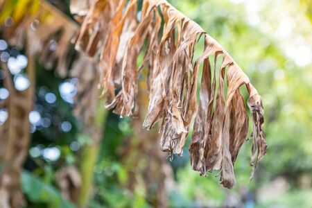 Banana leaves dry with sunlight on a blurred backgroundの写真素材