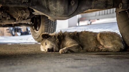 Dirty dog sleeping under the carの写真素材