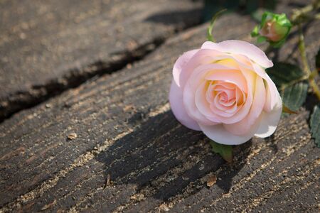 Beautiful pink roses With sunlight and shadow on the old wooden table backgroundの写真素材