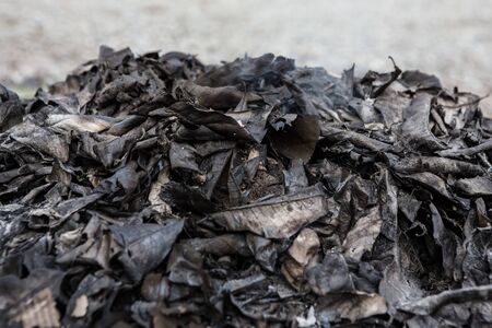 Close up Leaves burn texture backgroundの写真素材