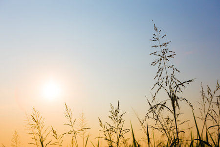 Silhouette Clump of grass with sunlight and blue sky background