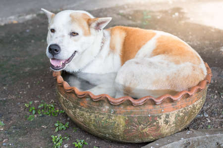 cute White and Brown pattern dog lying in the tubの写真素材