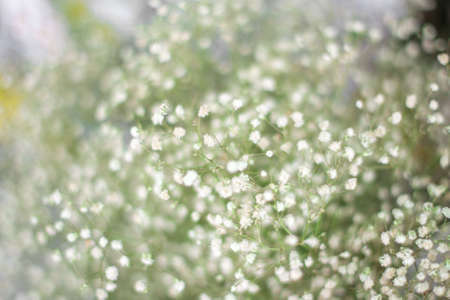 Selective focus of beautiful White Gypsophilaの写真素材