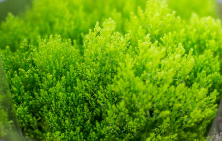 Beautiful green leaf texture background with warm lightの写真素材