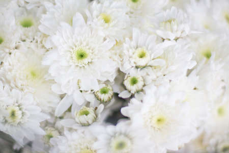 Beautiful White Chrysanthemum close upの写真素材