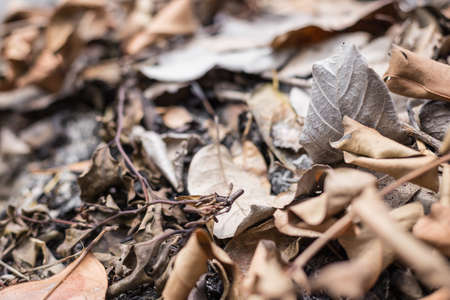 Selective focus of Dry leaves on the ground in arid areasの写真素材