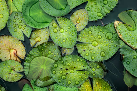 water drops on the lotus leaf in the Pond backgroundの写真素材