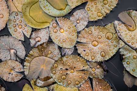 water drops on the lotus leaf in the Pond backgroundの写真素材
