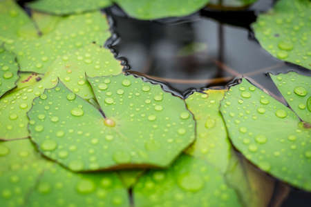 Close up of water drops on the lotus leaf in the Pond backgroundの写真素材