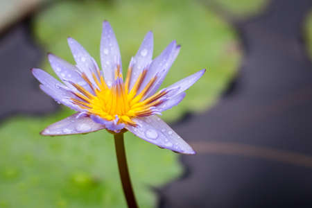 Water drops on Purple lotus bloom texture backgroundの写真素材