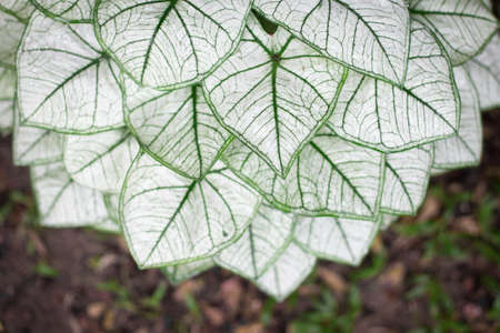 Beautiful Caladium bicolor close up texture backgroundの写真素材