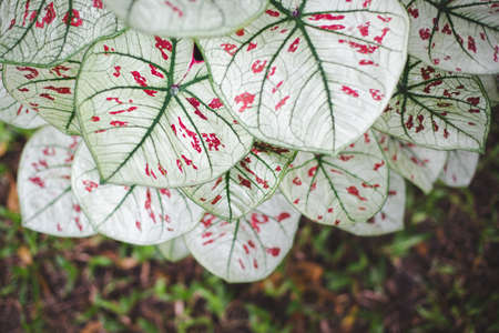 Beautiful Caladium bicolor close up texture backgroundの写真素材
