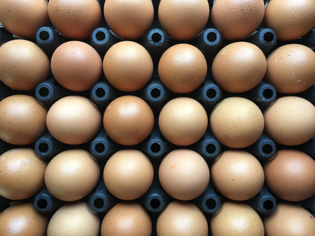 Eggs in a plastic panel with a beautiful light and shadowの写真素材