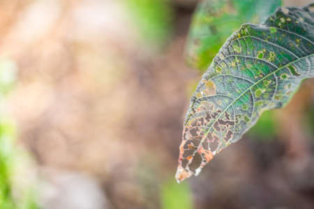 The leaves are eaten by insects on blurred background with warm lightの写真素材