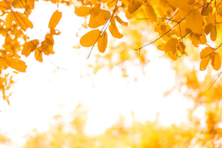 Orange leaves on blurred natural backgroundの写真素材