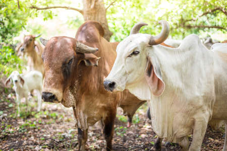 American Brahman cattle in abundant natural farmsの写真素材