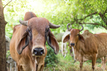 American Brahman cattle in abundant natural farmsの写真素材