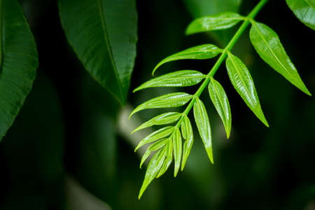 Close up of Green leaves on a dark backgroundの写真素材