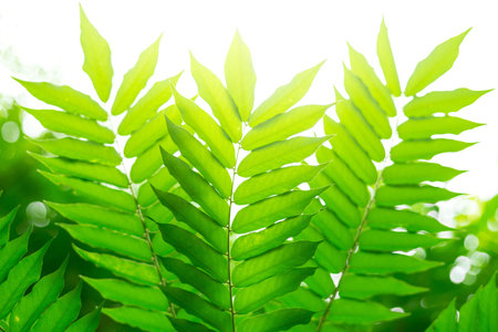 Beautiful green leaf texture background with sunlightの写真素材