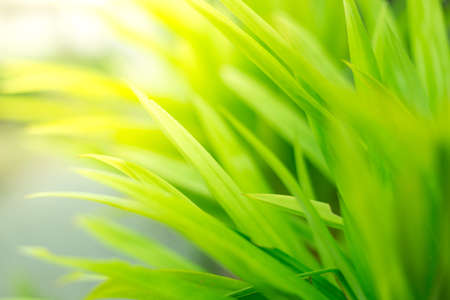 Beautiful green leaf texture background with warm lightの写真素材