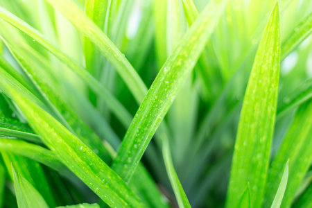 Close up of Beautiful green leaf texture background with warm light