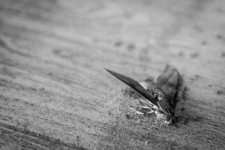 Close up of Black and white Ants eating a butterflyの写真素材