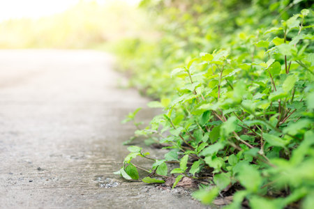 Selective focus of Roadside shrubs with warm lightの写真素材