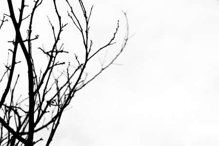 Black and white of Dry branches on a white backgroundの写真素材
