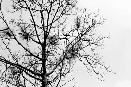 Black and white of Branches on the white backgroundの写真素材
