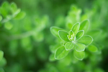 Beautiful green leaf texture background with warm lightの写真素材