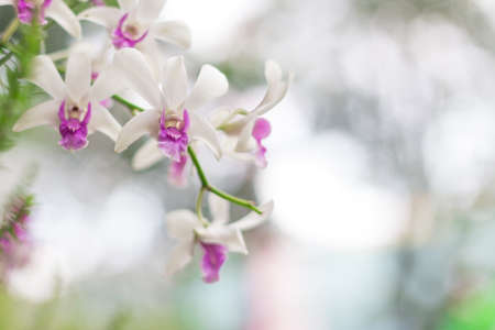 Beautiful white and purple orchid on a blurred backgroundの写真素材