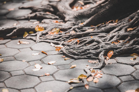 Tree roots And leaves on paved blocks with sunlight
