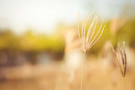 Grass flower with sunlight on blurred backgroundの写真素材