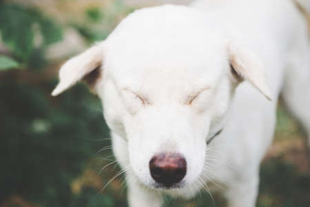Close up of Cute White dog playing on the grassの写真素材