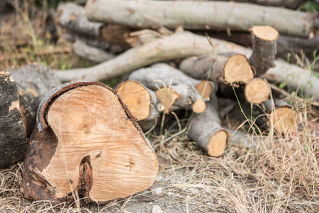 Pile Firewood on dry grass on background blurred