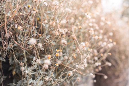 Beautiful grass flowers with morning sunlight on the background blurred